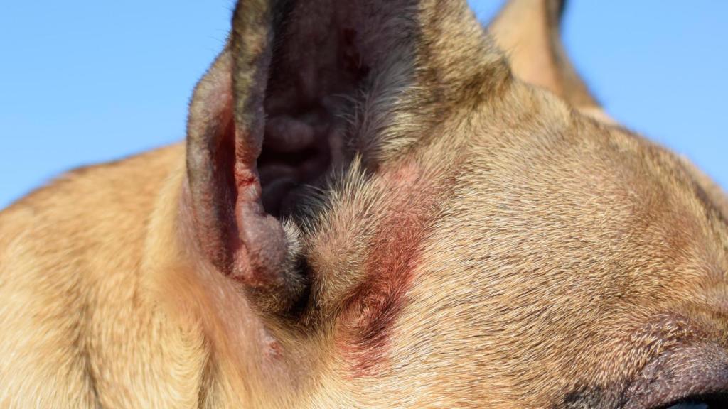 Un ejemplo común de alergia en perros.