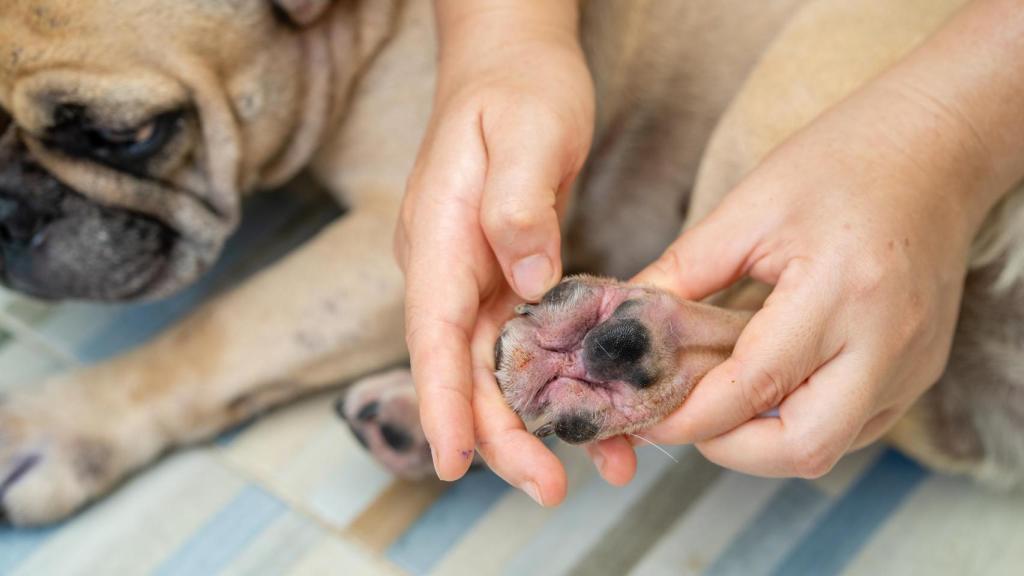 Los dueños deben prestar atención a sus mascotas.