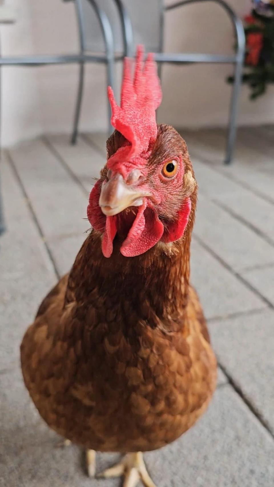 Vanesa, la gallina terapeuta de la residencia Las Mimosas.