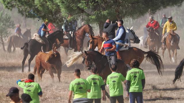 Celebración del Toro de la Vega en el municipio vallisoletano de Tordesillas en su edición de 2024