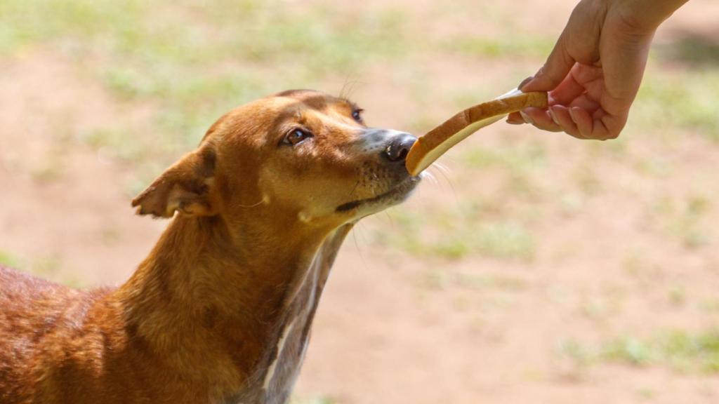 Los veterinarios no creen que sea una buena práctica.