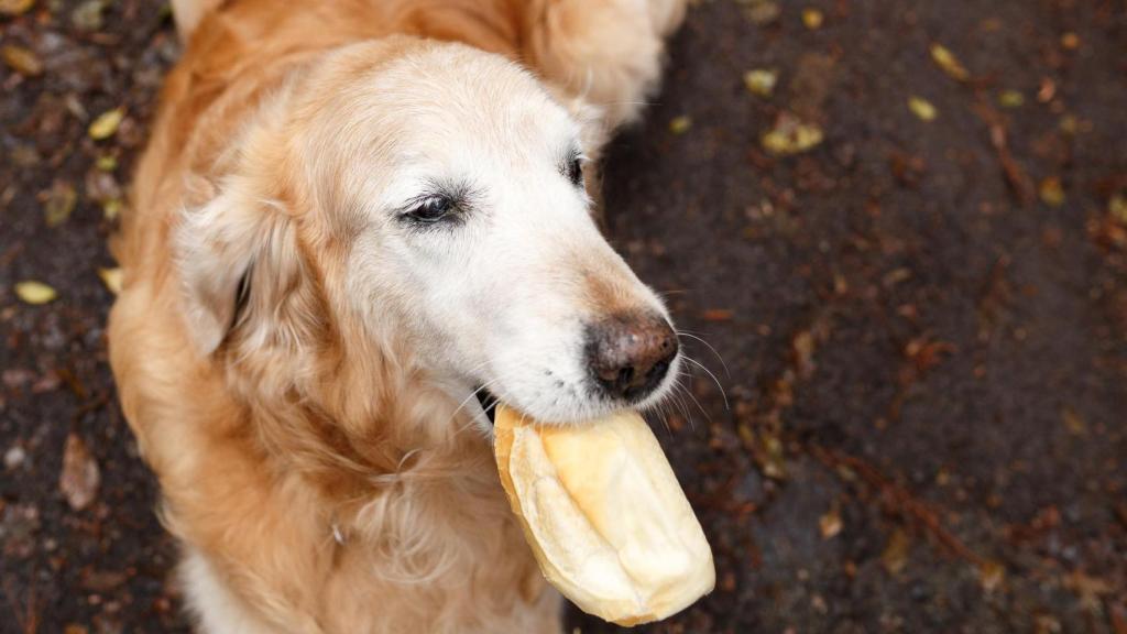 Es un alimento muy recurrido.