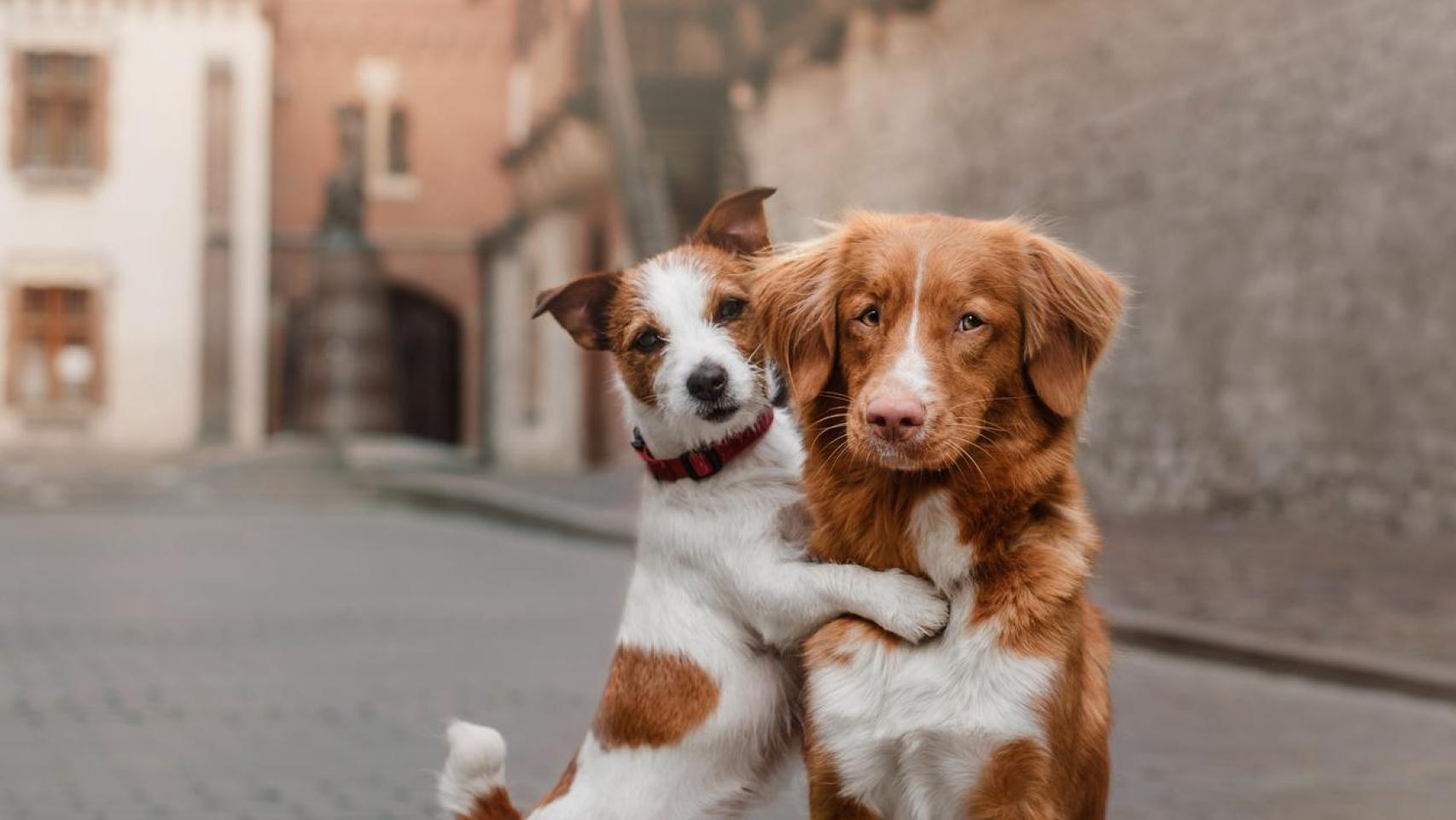 Existen aplicaciones 'de ligar' exclusivas para mascotas.