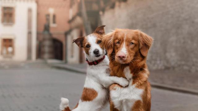 Existen aplicaciones 'de ligar' exclusivas para mascotas.