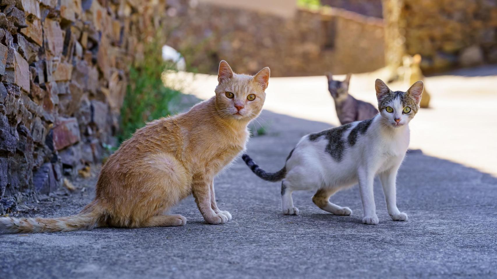 Un grupo de gatos de una colonia felina.