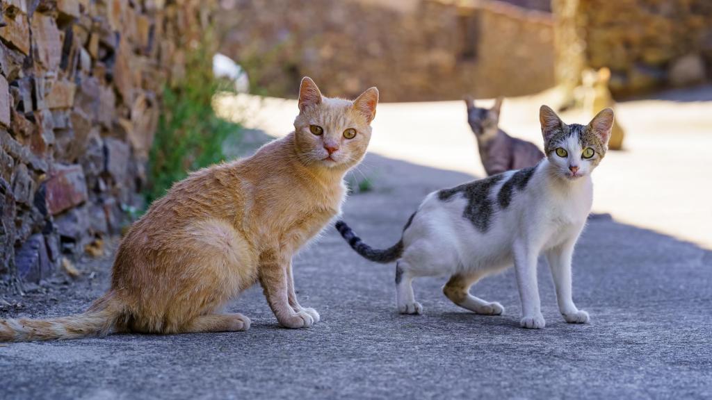 Un grupo de gatos de una colonia felina.