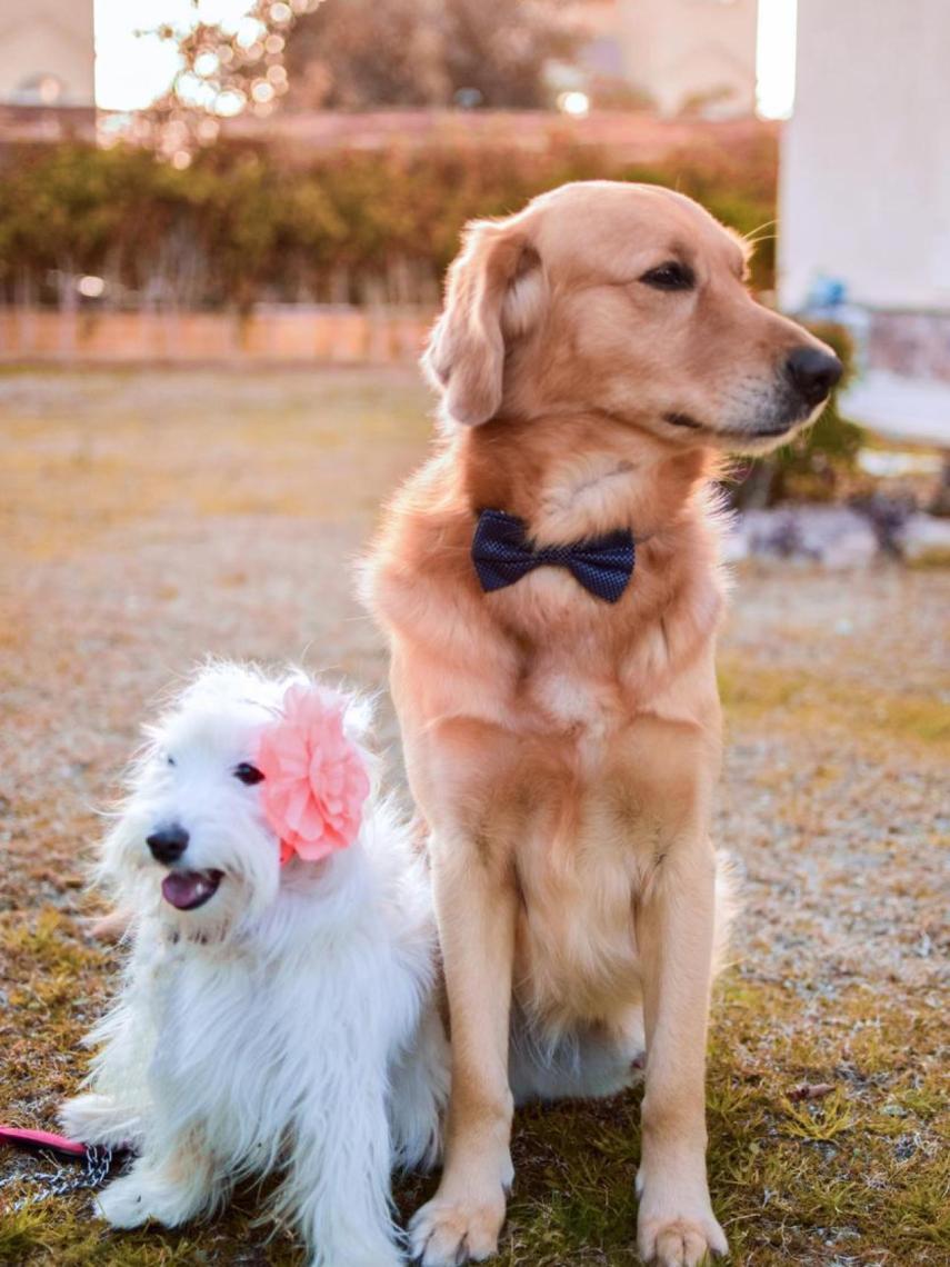 Los Tinder para perros triunfan entre los dueños de canes.