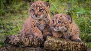 Cachorros de lince nacidos en España.