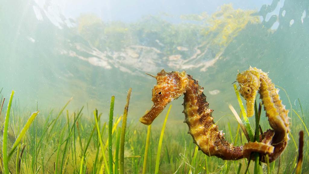 Una foto de archivo de dos caballitos de mar reproduciéndose en el Mar Menor.