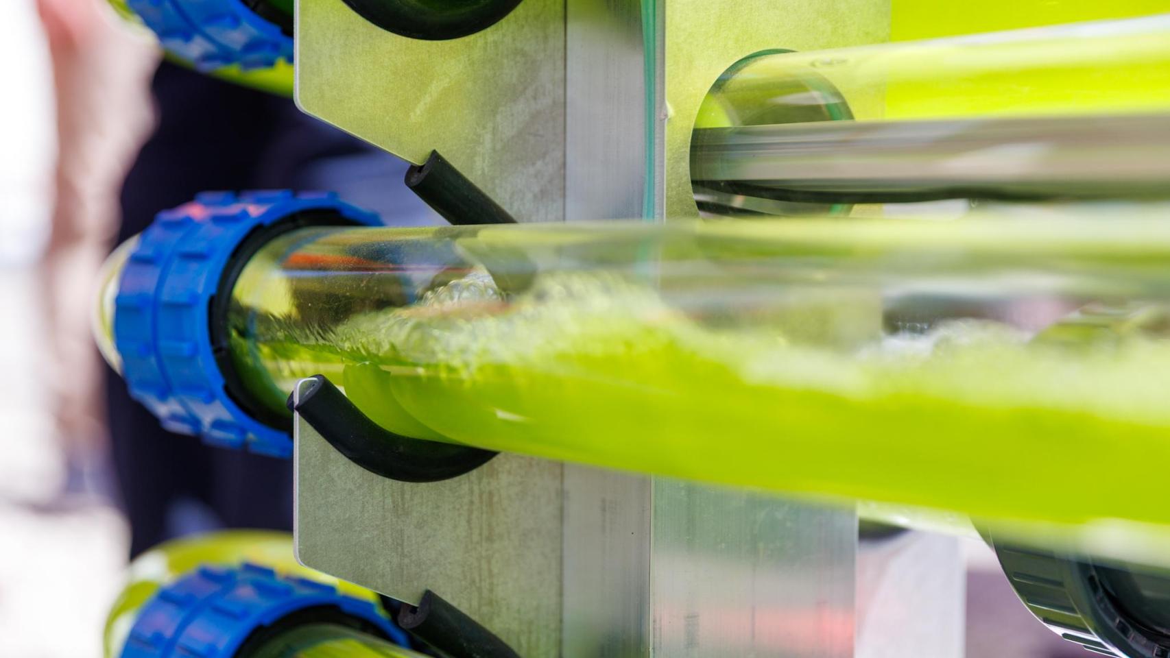 El agua con algas corriendo por los tubos. FOTO: Cochet-Peduzzi