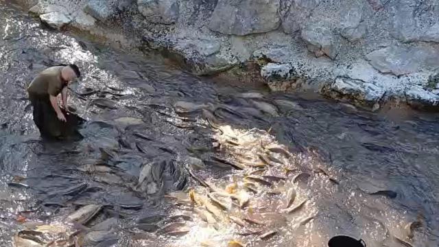 Imagen de los peces atrapados en el canal que une Entrepeñas y Buendía.