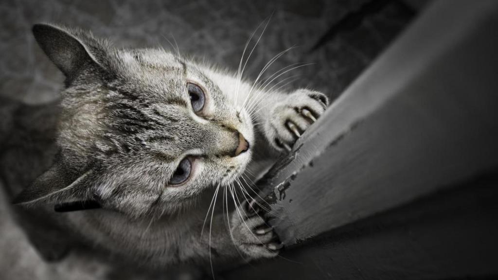 Uno de los comportamientos más habituales de los gatos es el marcaje.