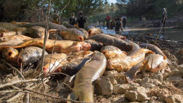 Imagen de peces muertos con varios voluntarios en el fondo.