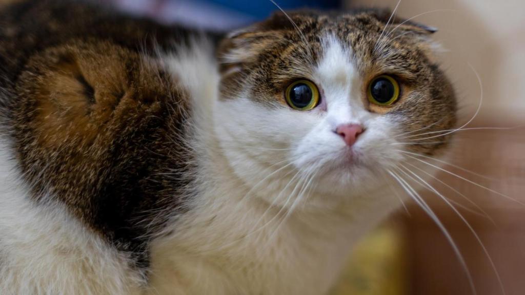 Las orejas aplanadas en los gatos muestran miedo.