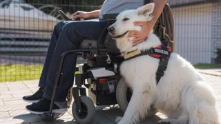 Un hombre en silla de ruedas con su perro de asistencia.
