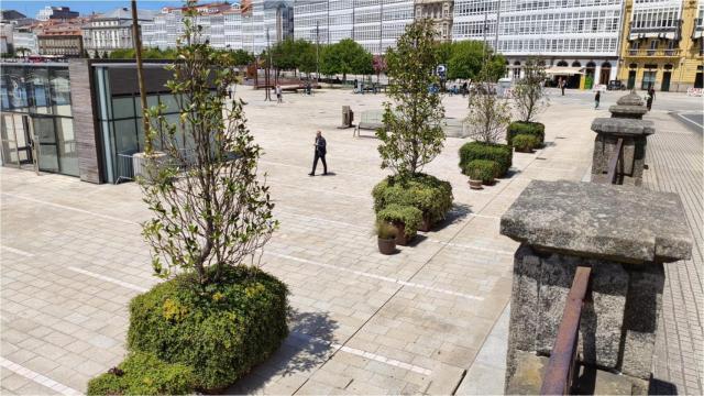 Las magnolias de los Cantones de A Coruña se trasladan al Parrote debido a las obras