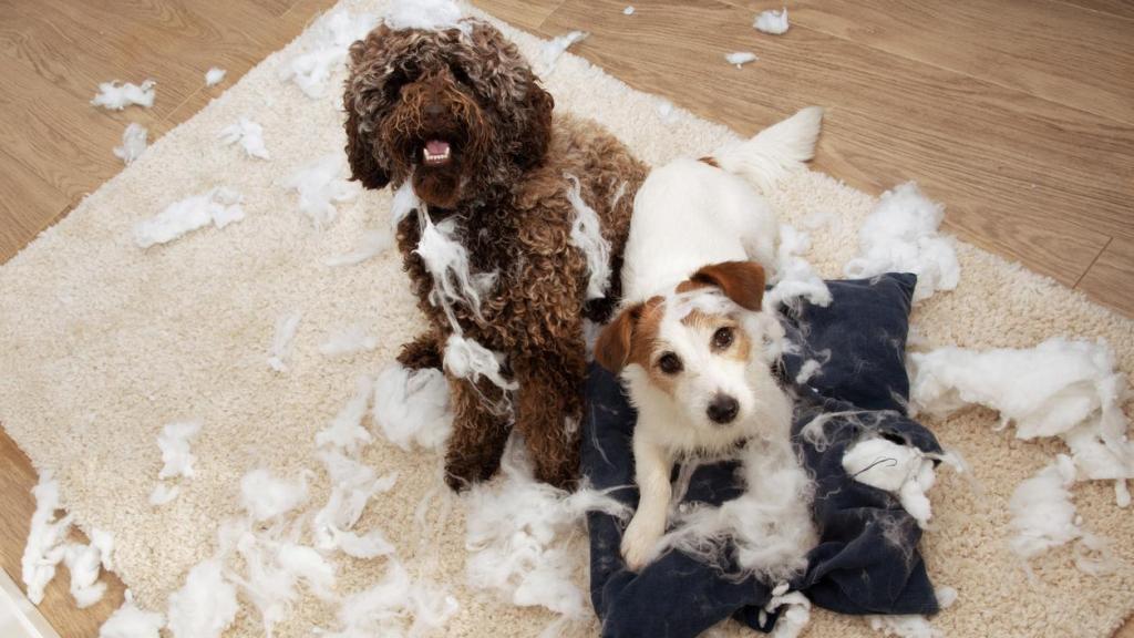 Dos perros cachorros después de hacer una travesura en casa.