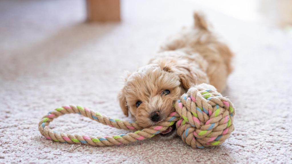 Un cachorro juega con un mordedor de cuerda.