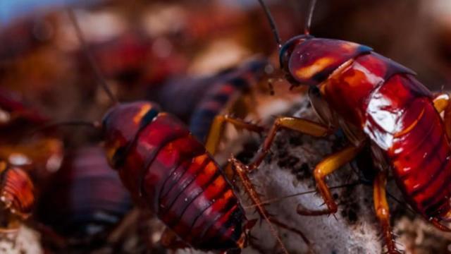 Imagen de la cucaracha americana.