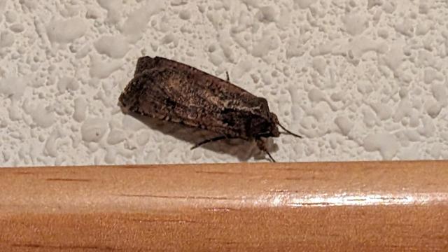 Una polilla gigante se cuela en una casa.