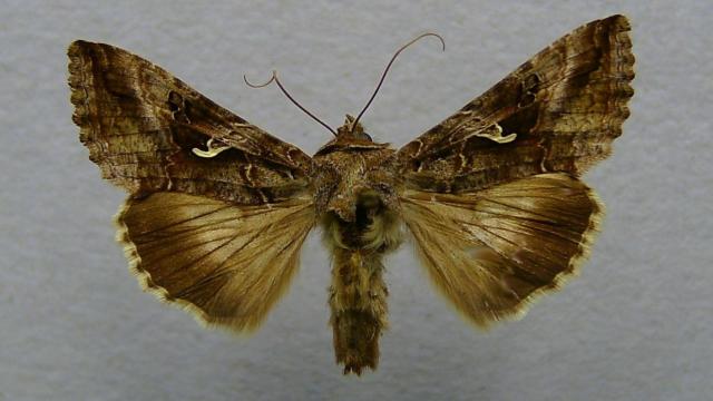 Polilla Autographa gamma en un domicilio.