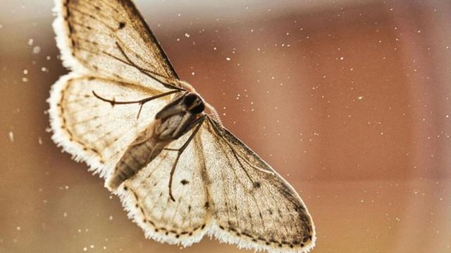 Un ejemplar de 'Autographa gamma', la especie que prolifera en buena parte del territorio español.