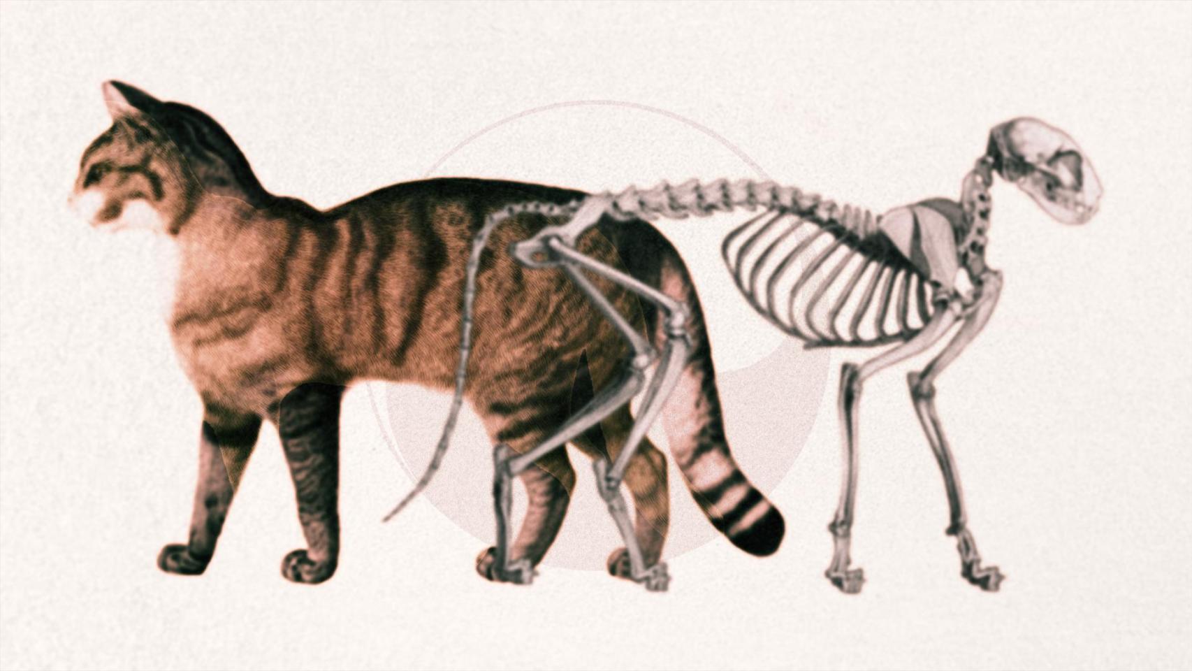 Un montaje con el gato de Schrödinger. Montaje: Rubén Vique