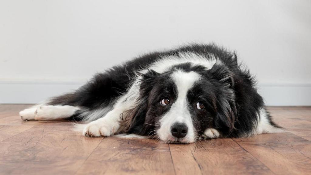 Perro solo en casa.