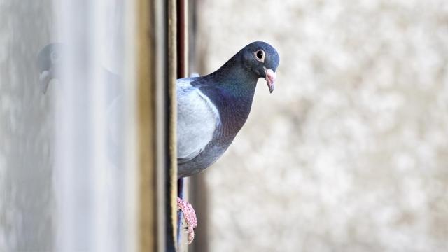 Una paloma posada en el alféizar de una ventana.
