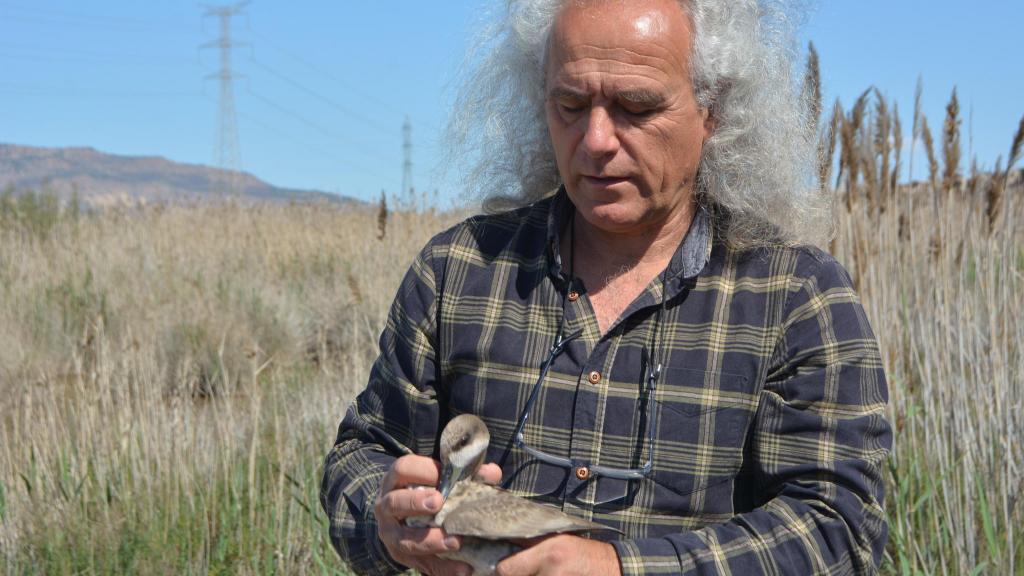 El director de ANSE, Pedro García, en una foto de archivo liberando una cerceta pardilla.