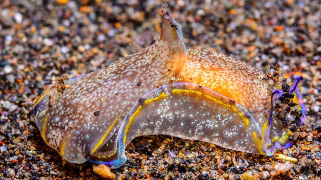 Un opistobranquio detectado por ANSE frente a la Bahía de Portmán.