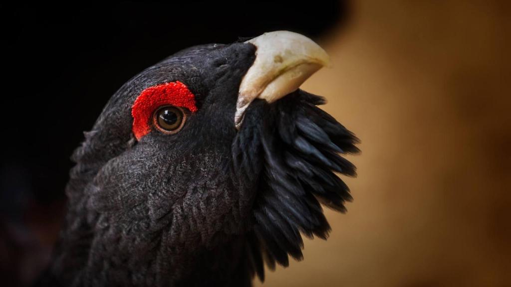 Imagen de archivo de un urogallo.