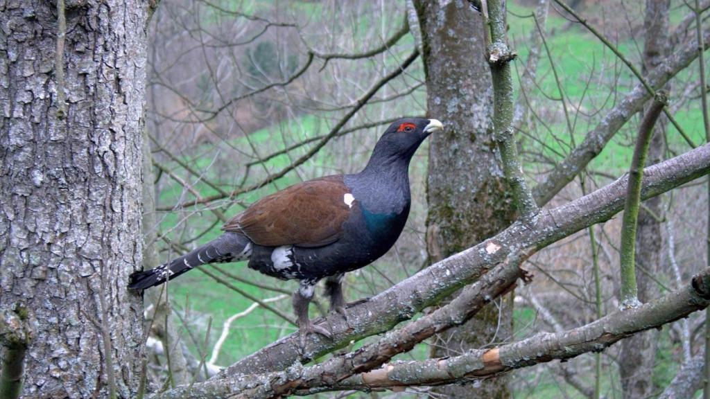 Un urogallo en su hábitat natural.