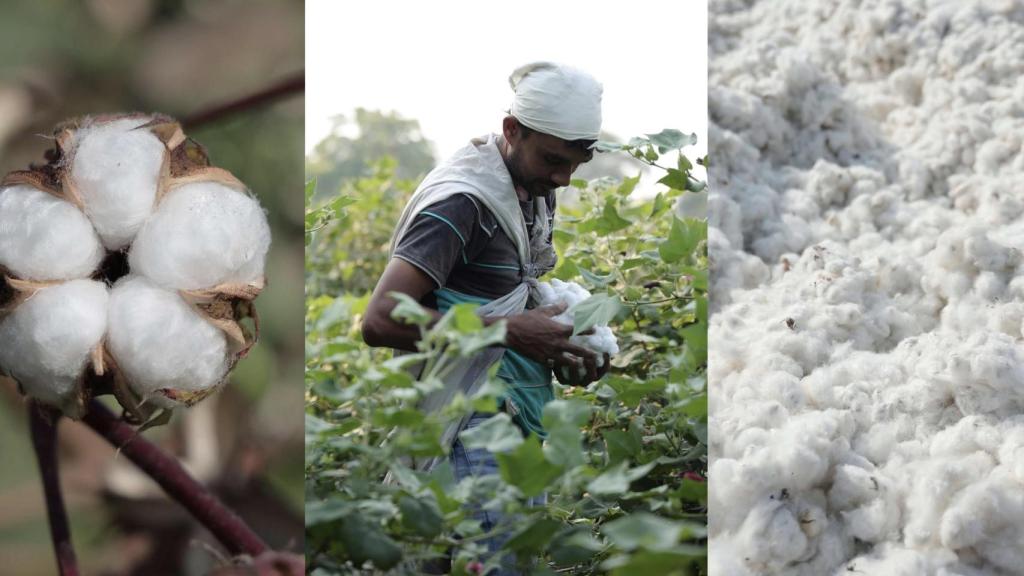 Ecoalf y la británica Materra han logrado regenerar más de cinco hectáreas de tierra con algodón cultivado de forma regenerativa.