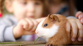 Son varios los tipos de roedores que es ilegal tener como mascota en España.