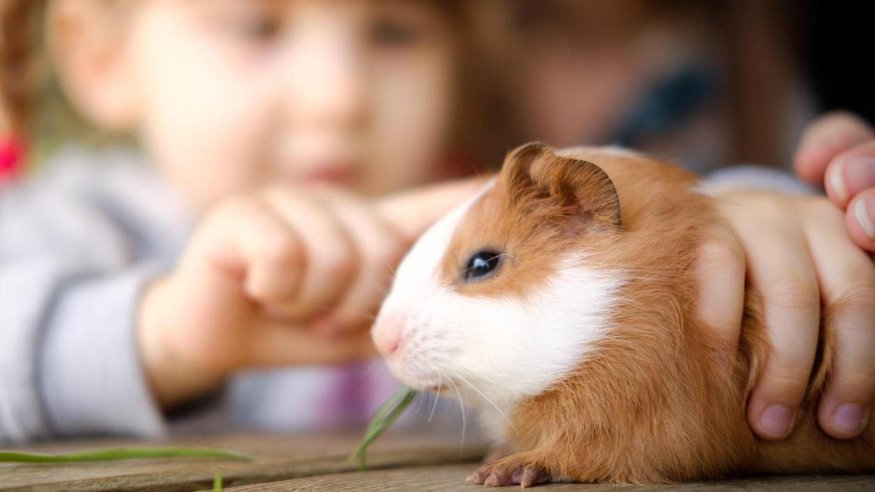 Son varios los tipos de roedores que es ilegal tener como mascota en España.