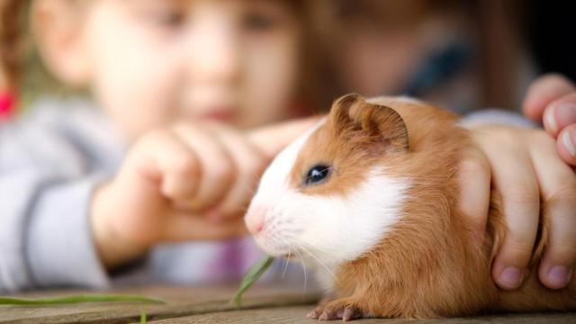 Son varios los tipos de roedores que es ilegal tener como mascota en España.