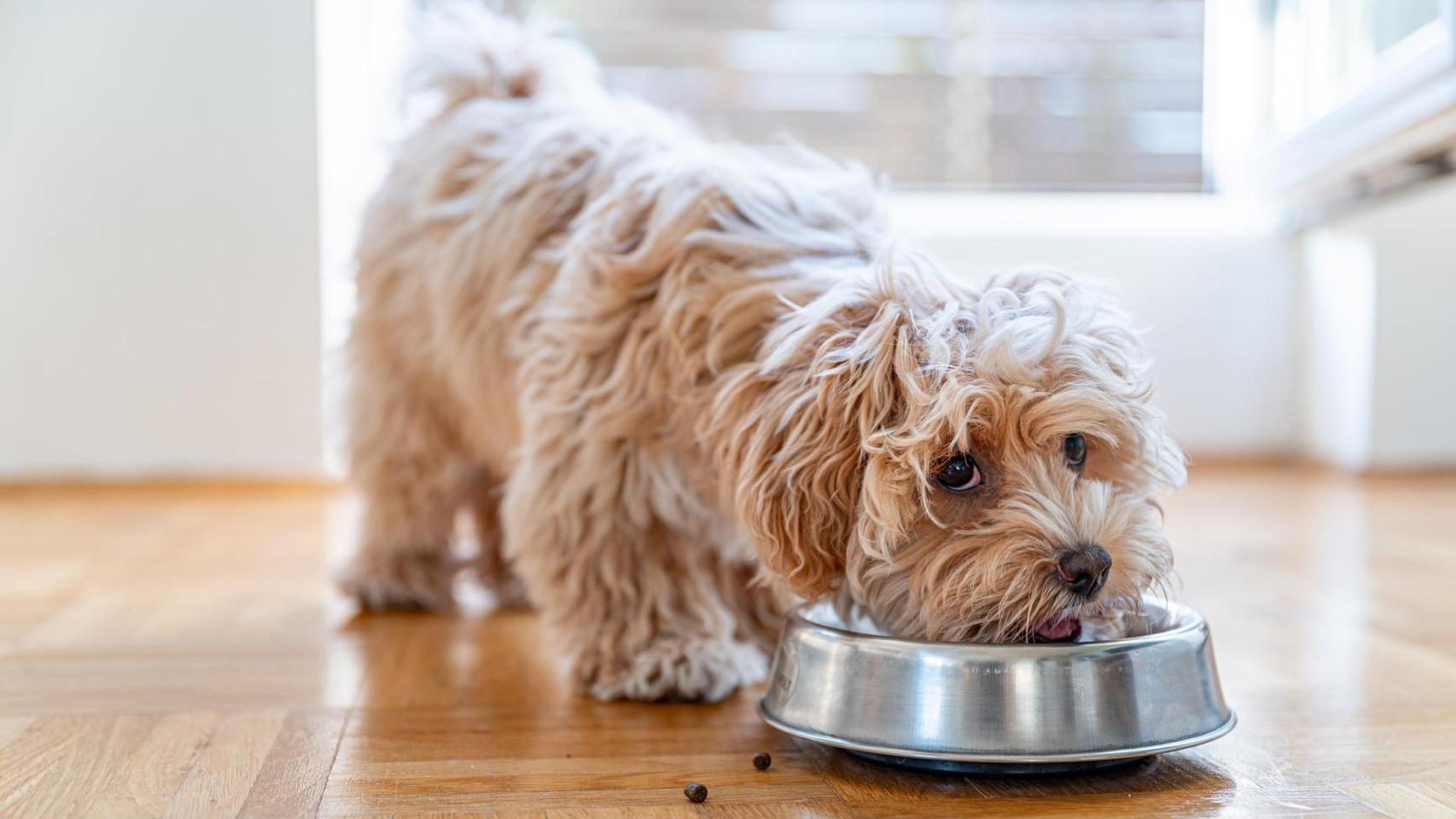 Un perro come pienso en su comedero.
