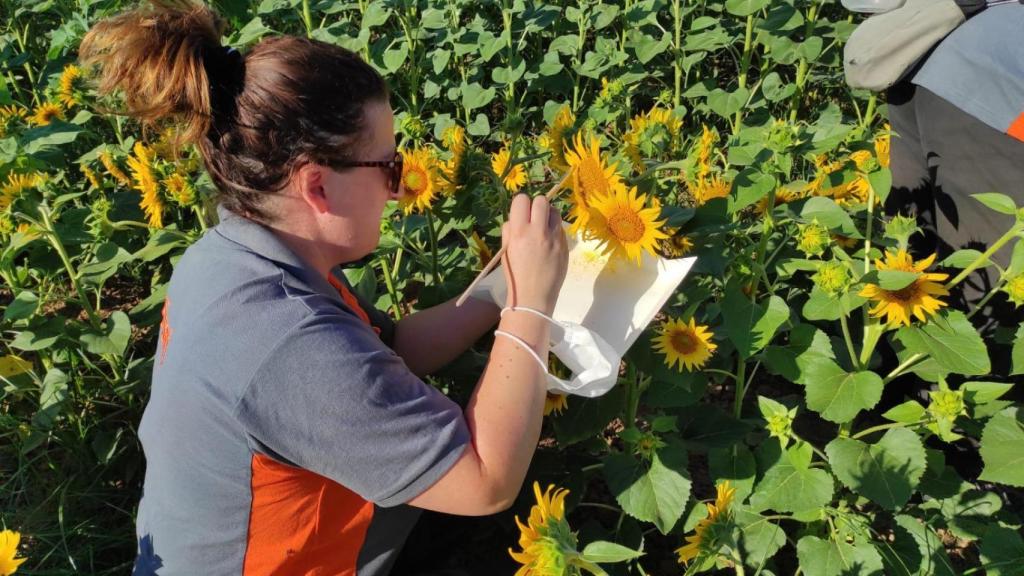 Eva Sánchez, recogiendo polen en un campo de girasoles.