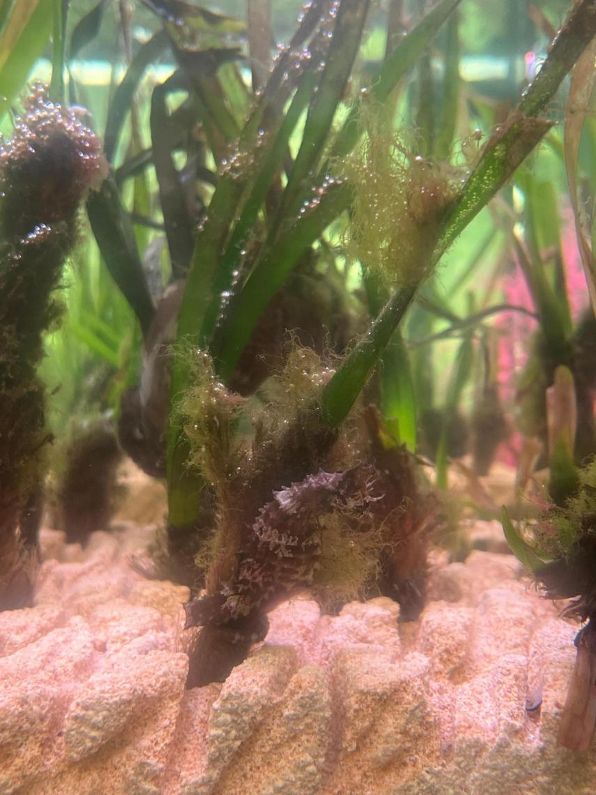 Un esqueje de Posidonia alberga un caballito de mar en uno de los acuarios del invernadero de La Noria (Málaga).