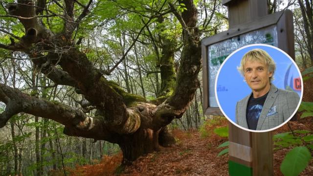 Castaño centenario en la Ruta de los Castaños, en Casas del Castañar (Cáceres).