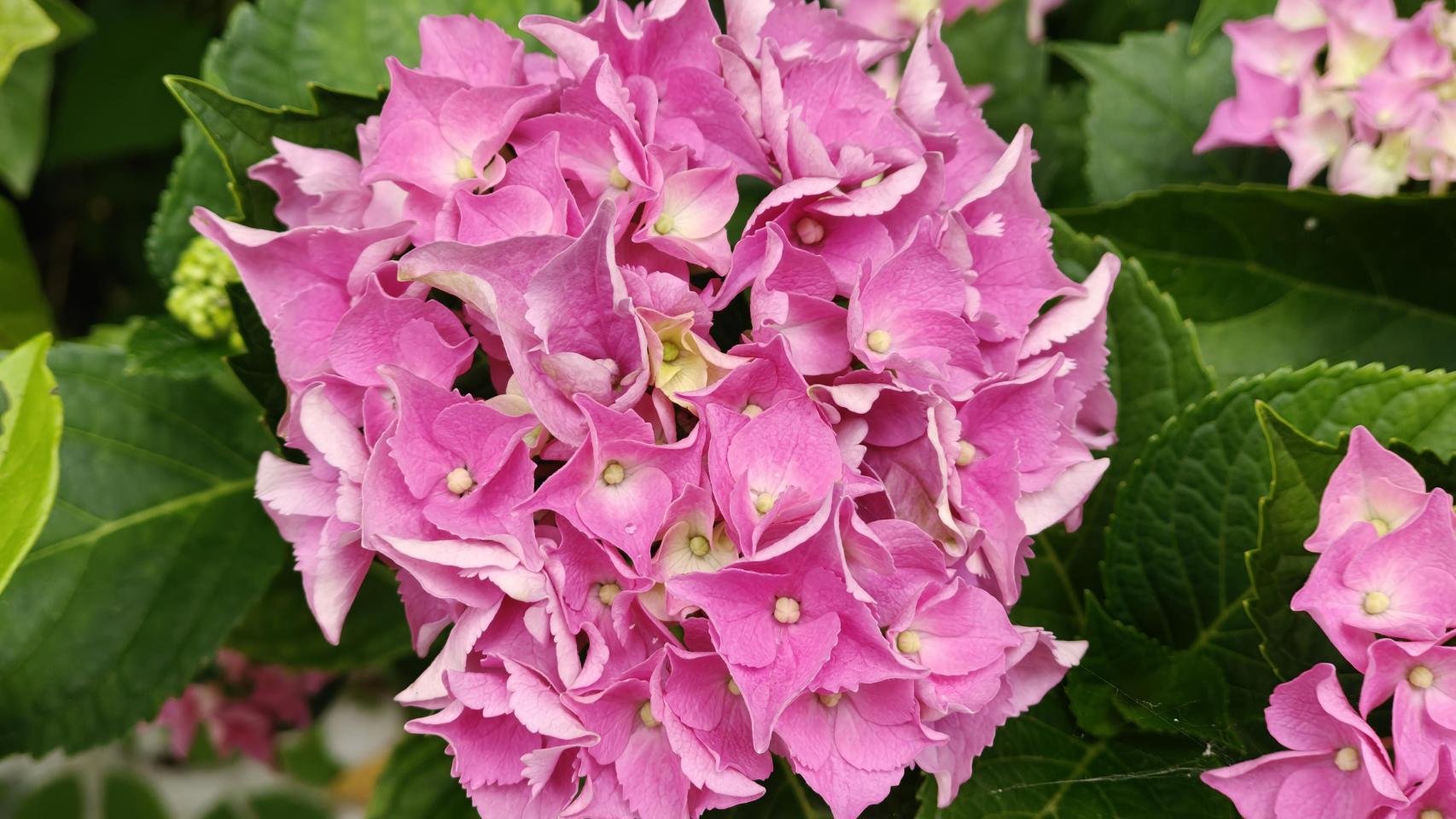 Imágenes tomadas con el OnePlus 13s