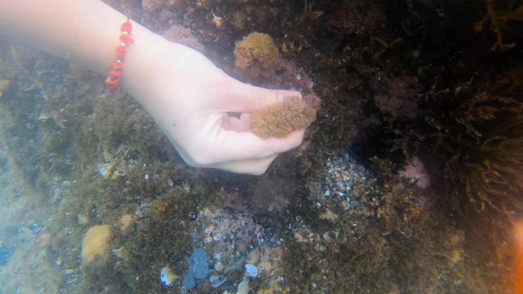 Una muestra de algas recogidas en el marco del proyecto LEVABENTOX.