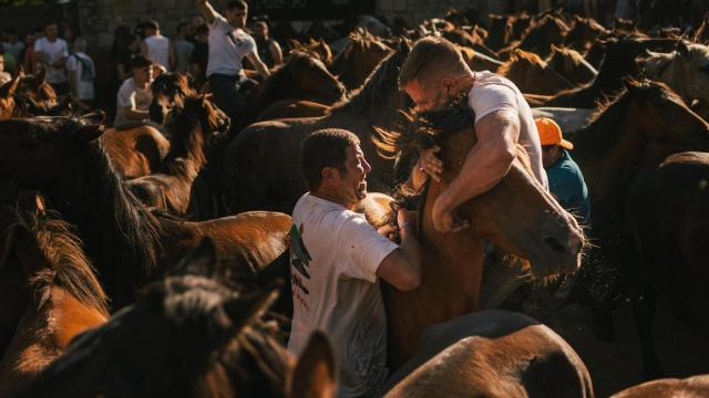 Dos hombres sujetan a un caballo durante el primer curro de la Rapa das Bestas 2024, a 6 de julio de 2024, en Sabucedo, Pontevedra