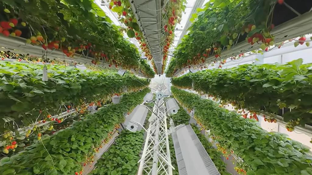 Las hileras de plantas de fresa rotan lentamente