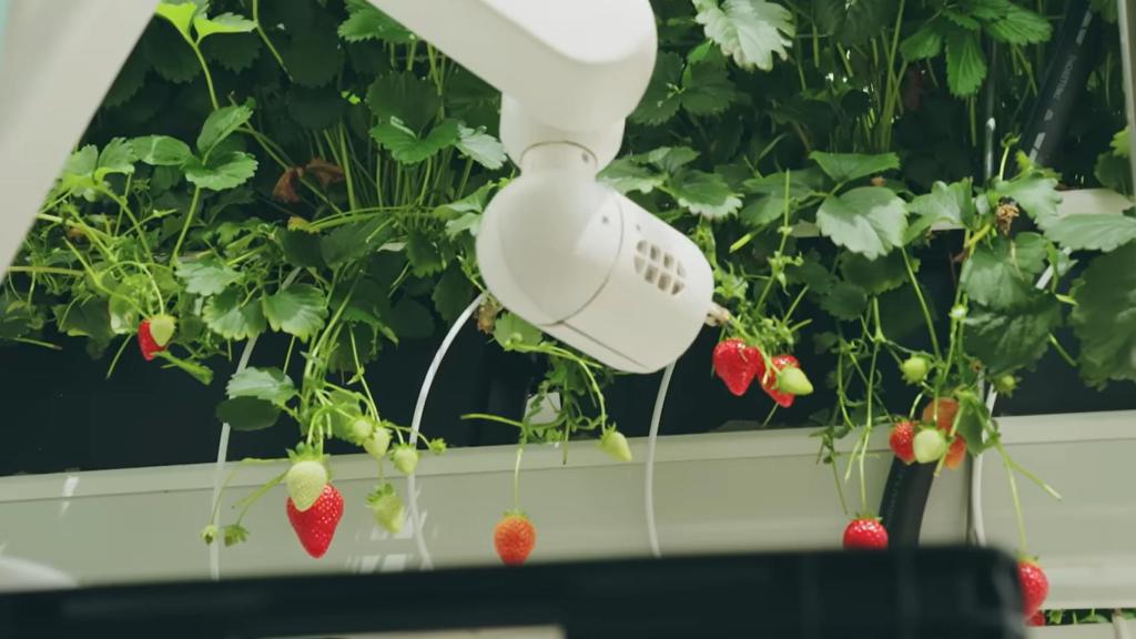 Los robots se encargan de recolectar cada uno de los frutos