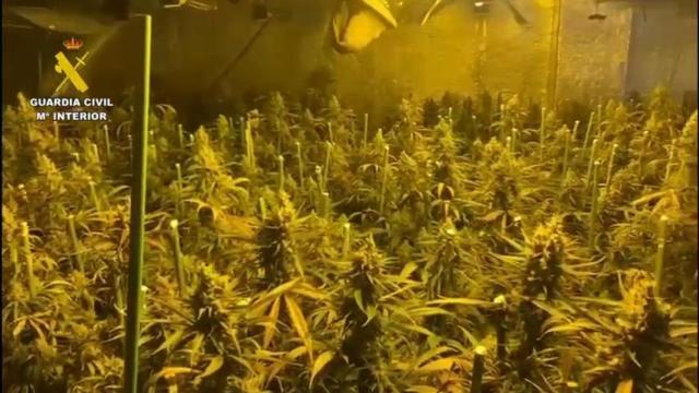 Desarticulada una red de cultivo de marihuana en Toledo con nueve detenidos