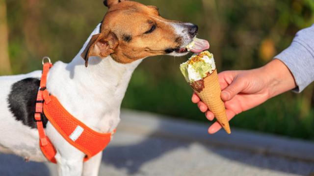 Un perro consume un helado que le proporciona su dueño.