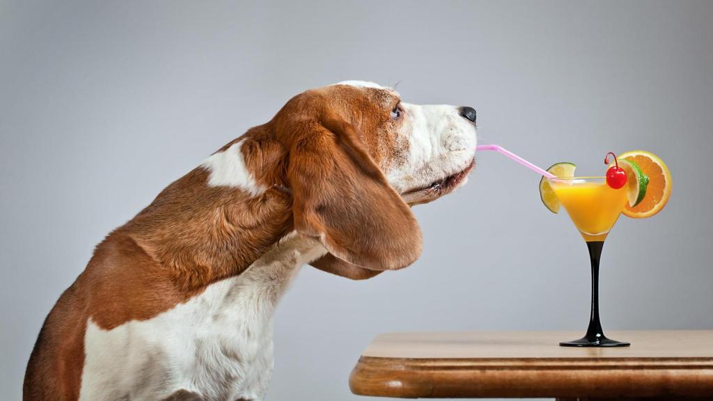 Un perro bebiendo un batido de fruta