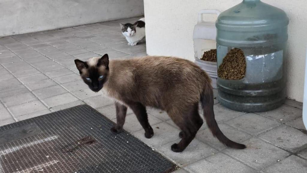 Gatos en el aeropuerto de Madrid-Barajas.
